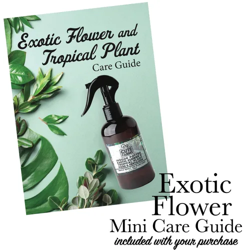 Miniatura 4 de Cute Farms Fertilizante para plantas tropicales y flores exóticas en maceta para interiores Fórmula suave de uso semanal para plantas