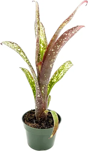 ragnaroc Plantas vivas – Bromelia Billbergia Casa Blanca de raíz desnuda, gigante 20-30 cm - 1 unidad - Llegada viva garantizada - Plantas de
