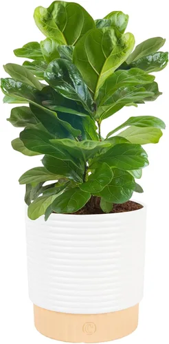 Costa Farms Higuera de hoja de violín pequeña, ficus lyrata, planta viva de interior en maceta de vivero ideal para inauguración de la casa, regalo