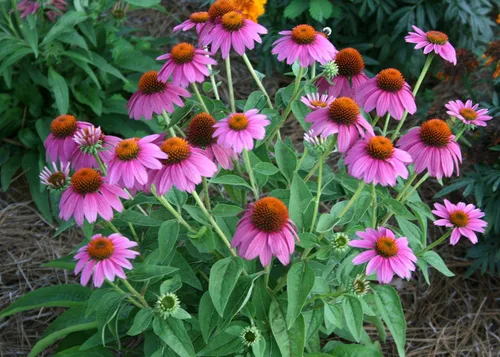Miniatura 2 de Purple Equináceas 100 semillas, hermosas flores moradas