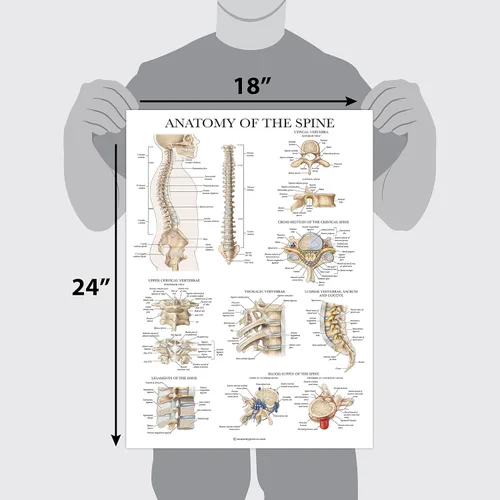 Miniatura 2 de Palace Learning Anatomía de la columna vertebral - Cuadro anatómico de la columna vertebral laminada - 18" x 24