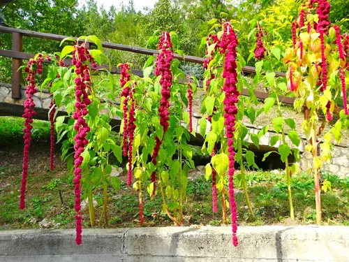 Miniatura 6 de Semillas únicas de cola de zorra, amaranto, amaranto caudatus, 400 semillas sin OMG para plantar plantas de jardín inusuales, ideales para colgar