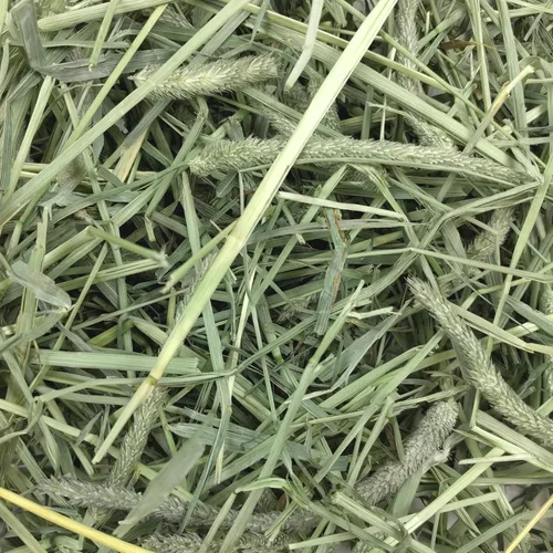 Miniatura 6 de Oxbow Western Timothy Hay para Mascotas Pequeñas – Heno de Hierba Totalmente Natural para Conejos, Cobayas y Chinchillas – Alto en Fibra