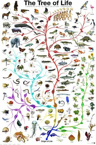 Picture Peddler - Póster impreso educativo de la tabla de ciencias de biología de la evolución del árbol de la vida, 24x36