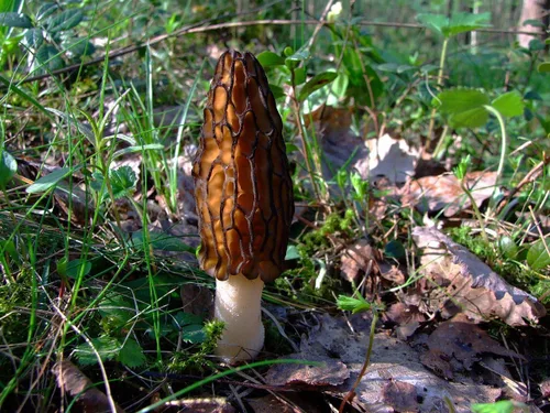 Miniatura 2 de Más de 100 Setas Morel Negras Micelio Esporas de Desaparición - Marrón Hongo