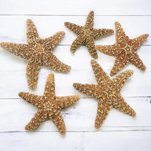 Miniatura 6 de Tumbler Home Decoración real de estrella de mar, 2 unidades, estrellas de mar grandes de 4 a 6 pulgadas para manualidades, decoración de casa