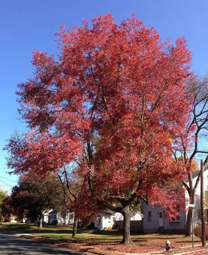Miniatura 4 de Árbol de sombra de arce rojo americano, planta viva enviada de 2 a 3 pies de alto por DAS Farms