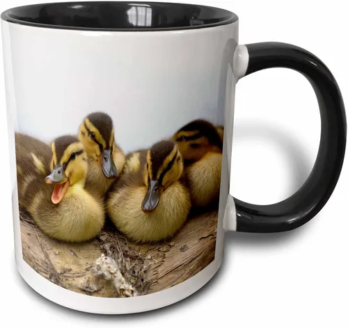 3dRose Taza de café, tamaño - 11oz - Estados Unidos, Washington, Seattle. Embrague de patos Mallard. Steve Kazlowski - patos - divertido regalo de