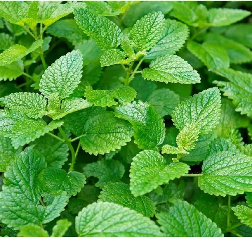Miniatura 6 de 1000 semillas de menta - Hierba verde fresca para jardín de cocina y plantación de contenedores, variedad de crecimiento rápido