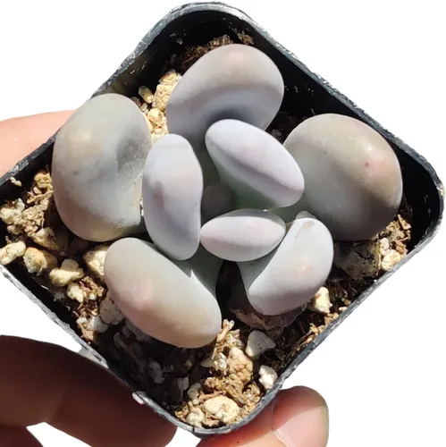 Miniatura 18 de Plantas de Cactus Suculentas Vivas (Maceta de 5 cm Echeveria Minima)