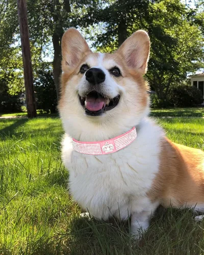 Miniatura 5 de Bling - Collar de perro para perros pequeños, medianos y grandes, collares de perro con corona de diamantes de imitación para perros hembras y Rosado