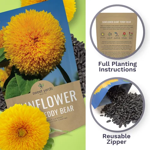 Miniatura 5 de Semillas de girasol de oso de peluche gigante, bolsa a granel de 1/4 de libra, más de 5,000 semillas de flores frescas polinizadas abiertas sin OMG