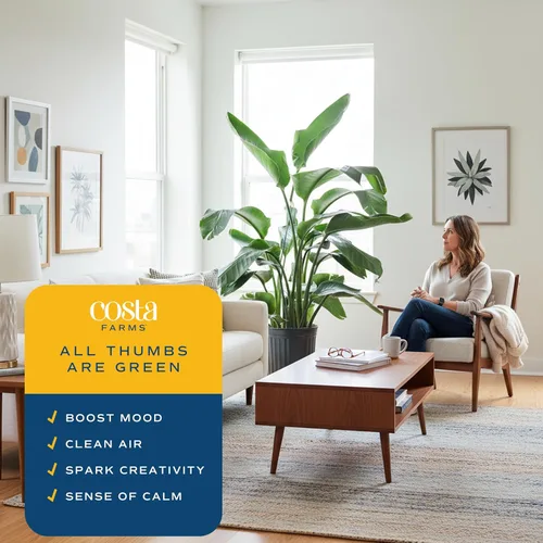 Miniatura 4 de Costa Farms White Bird of Paradise - Planta de interior viva, Strelitzia nicolai, planta tropical extra grande de 4 a 5 pies de alto, planta