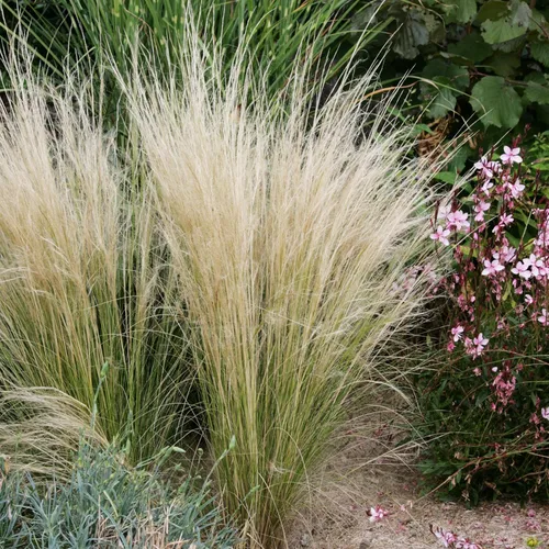Miniatura 11 de Outsidepride - 250 semillas de la hierba ornamental perenne paja brava (Stipa arundinacea [Pheasant Tails]) para sembrar