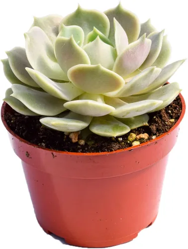 Miniatura 11 de Planta suculenta Echeveria viva – Suculenta Echeveria de 4 pulgadas totalmente arraigada (– Echeveria Borgoña Pearl)