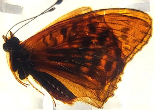 Miniatura 15 de Mariposa Bluebottle real de 2.9 pulgadas en resina de Lucite transparente, grafio, sarpedón, colección de manualidades para biología, ciencias