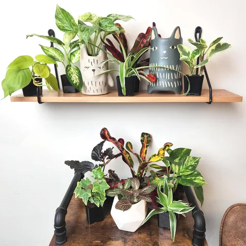 Miniatura 2 de Plantas de interior fáciles de cultivar (paquete de 12) plantas de interior vivas en contenedores de plantas, juego de plantas de elección