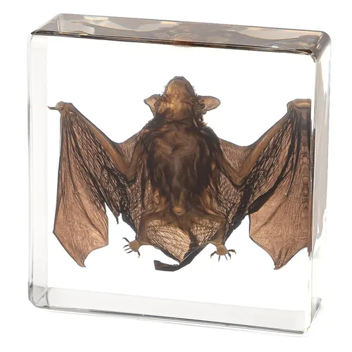 Murciélago de taxidermia real en resina, animales de taxidermia para exhibición gótica en el hogar, rarezas y curiosidades, regalos para