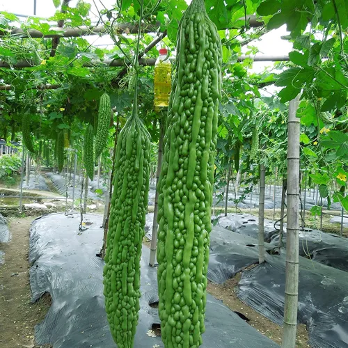 30 calabazas amargas, calabaza amarga, calabaza amarga, pepino amargo, karela, nigauri, goya, ku-gua, semillas de reliquia sin OMG, verduras
