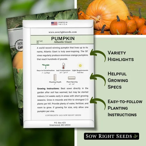 Miniatura 2 de Sow Right Seeds - Semillas de calabaza gigante del Atlántico para plantar - Paquete de reliquia sin OMG con instrucciones para plantar un huerto