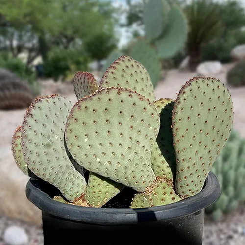 Miniatura 8 de Cactus Outlet - Plantas de cactus de tuna de Santa Rita vivas - Plantas de cactus vivas - Cactus de Santa Rita - Planta de tuna viva - Plantas