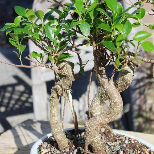 Miniatura 9 de Brussel's Bonsai - Árbol bonsái para interiores, M