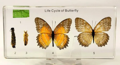 Miniatura 26 de Mariposa Bluebottle real de 2.9 pulgadas en resina de Lucite transparente, grafio, sarpedón, colección de manualidades para biología, ciencias