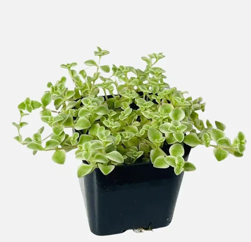 Miniatura 12 de Plantas Suculentas Vivas de USKC (Maceta de 5 cm Pachyphytum Oviferum - Piedra Lunar Rosa)