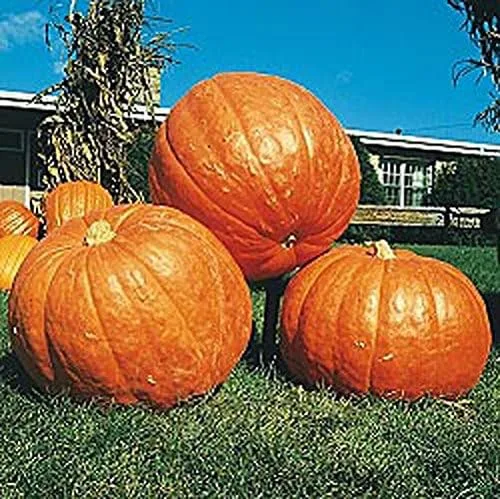 Miniatura 2 de Calabaza BIG MAX Great Heirloom Vegetal de Seed Kingdom 1 libra de semillas