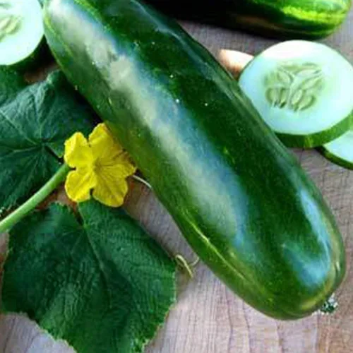 Long Green Imp. - Semillas para cortar pepino – 1 onza ~ 700 semillas – Heirloom, polinizado abierto, sin OMG, semillas de jardinería agrícola y