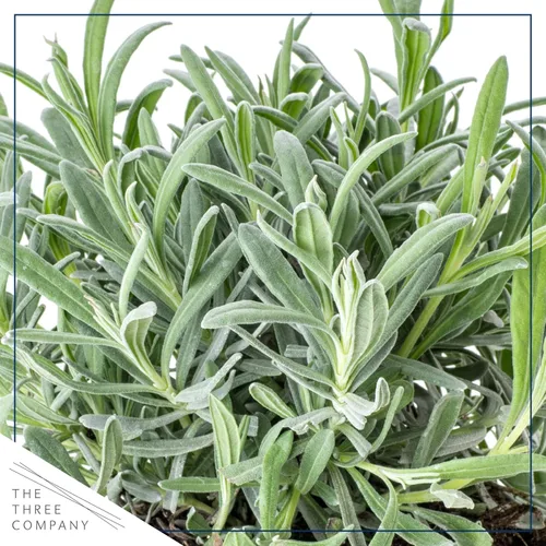 Miniatura 2 de Hierba aromática y comestible viva, lavanda (4 por paquete), potenciador natural del sueño, 6 pulgadas de alto por 4 pulgadas de ancho en 1 pinta