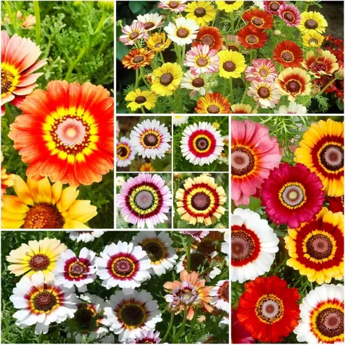 Más de 1100 semillas de margaritas pintadas, crisantemo carinatum, semillas perennes de mezcla de colores vibrantes, flores fragantes que atraen