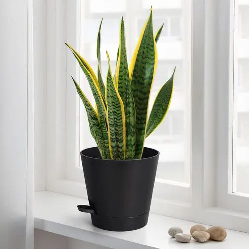 Miniatura 3 de Macetas de riego automático de 8 pulgadas para interiores, paquete de 6 macetas de plástico con agujeros de drenaje, color negro