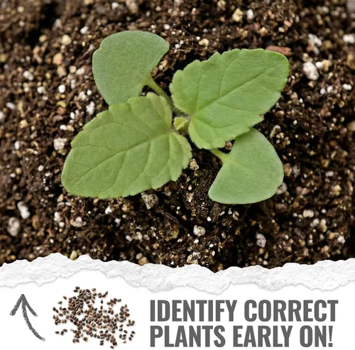 Miniatura 5 de Seed Needs, semillas de salvia roja escarlata - 800 semillas de variedad antigua para plantar Salvia coccinea - Flor silvestre perenne para un