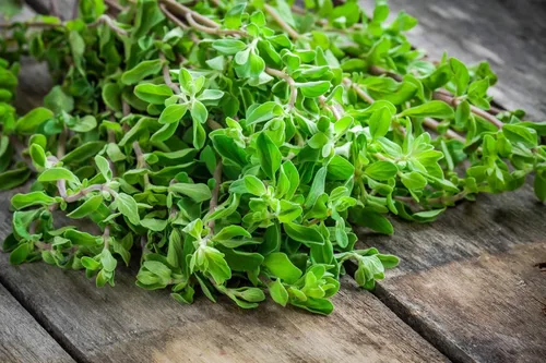 Miniatura 4 de Semillas de mejorana dulce sin OMG hierbas para plantar 1000 semillas