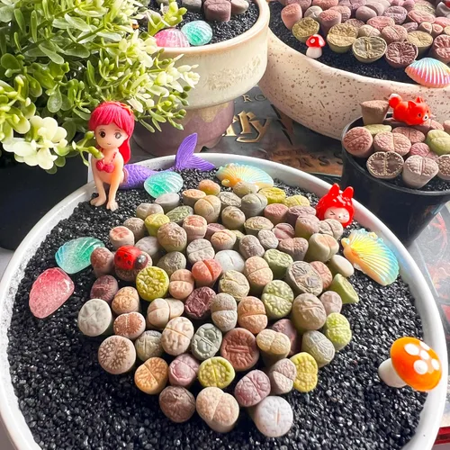 Miniatura 9 de Lithops Mezcla aleatoria de plantas suculentas vivas raras, 30/50/100 piezas de plantas suculentas vivas, raíz desnuda sin tierra de maceta