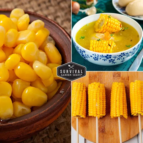 Miniatura 5 de Golden Bantam - Semilla de maíz dulce para plantar, 1 paquete con instrucciones para cultivar, cultiva maíz amarillo al aire libre en el huerto