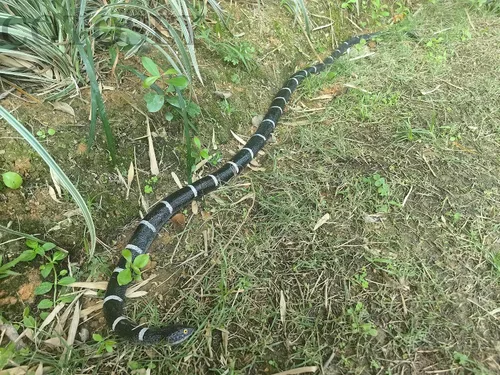 Miniatura 9 de Serpiente de goma de 53 pulgadas, juguete realista de serpientes falsas para bromas del día de los inocentes, Halloween (a rayas)