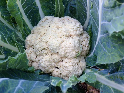 Miniatura 5 de Plant Good Seed Snowball - Semillas de coliflor – Paquete de 150, semillas de reliquia para plantar verduras, suministros de jardinería, huerto