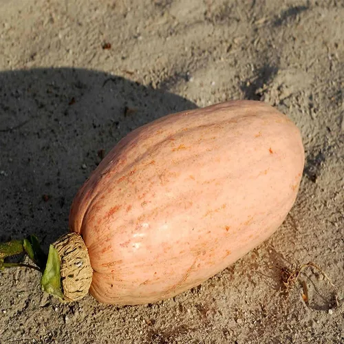 Miniatura 3 de Pink Banana - Semillas de jardín jumbo de calabaza de invierno, paquete de 0.18 oz, sin OMG, reliquia, semillas de jardinería vegetal