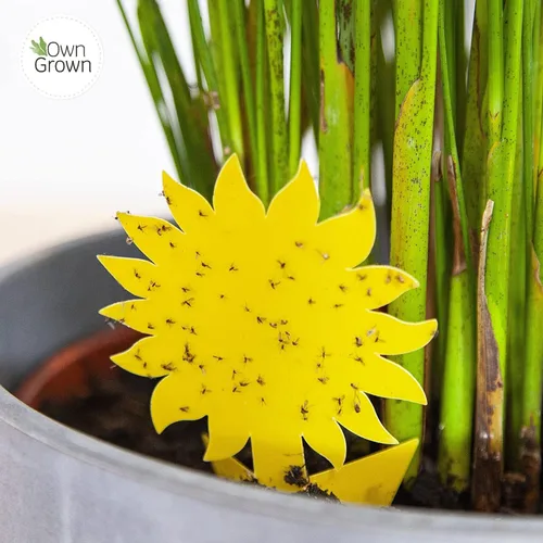 Miniatura 4 de OwnGrown Trampas adhesivas amarillas para moscas de interior – 60 piezas de control eficaz de mosquitos blancos y moscas de la fruta, papel adhesivo