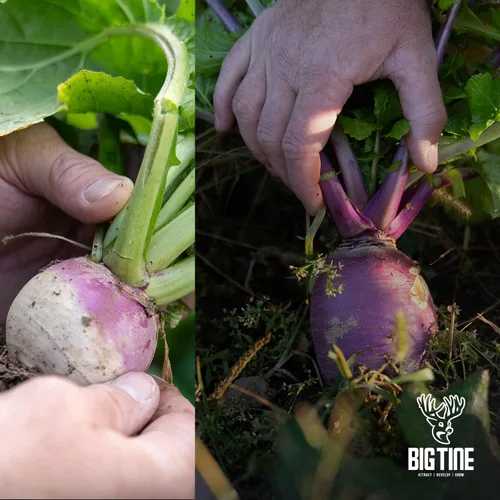 Miniatura 2 de Big Tine Mezcla de parcelas de alimentos, nabos Advantage, bolsa de 3 libras, anual otoño/invierno, extremadamente versátil, resistente a la sequía