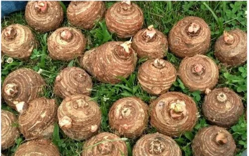 Miniatura 2 de 5 Bombillas Live Colocasia Esculenta Elefante Oreja Taro Gabi Kalo Eddo #TSMN