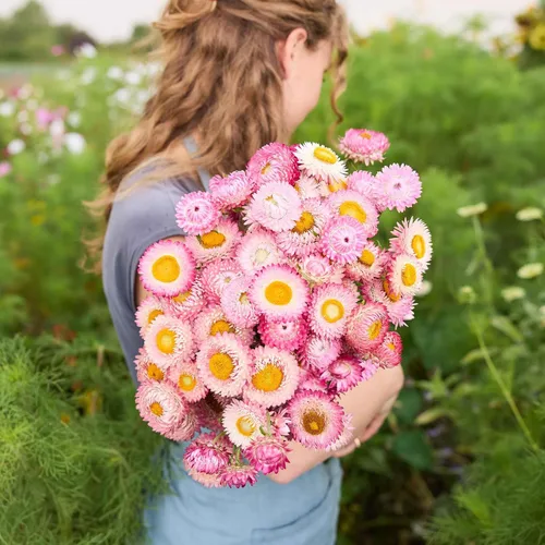 Miniatura 3 de Eden Brothers Semillas de fresa - Rosa brillante