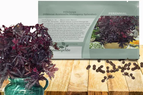 Outsidepride Semillas de hibisco esplendor de caoba – 20 piezas de semillas de flores perennes para plantar polinizadores, follaje elegante y denso