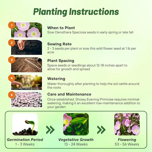 Miniatura 4 de Outsidepride Semillas de onagra vistosas – Semillas de flores perennes, resistentes, fáciles de cultivar y de bajo mantenimiento para plantar flores