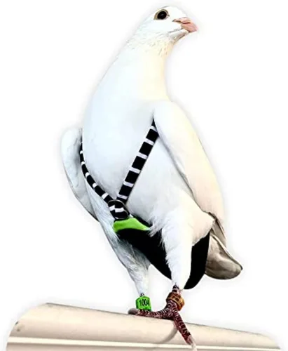 Miniatura 10 de FLYPER Mini pañal ajustable para pájaros, reutilizable, lavable, ajuste cómodo para loros, cacatúas y otros pájaros pequeños, accesorios de aviar