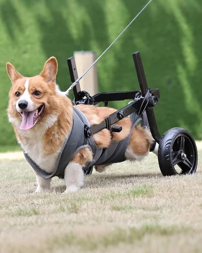 Miniatura 10 de Silla de ruedas ajustable para perros pequeños para patas traseras, rueda texturizada mejorada de 5.5 pulgadas, mascotas discapacitadas, soporte