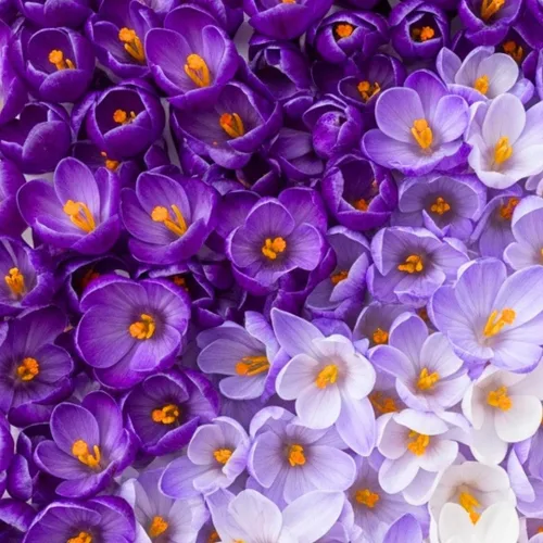 Bombillas de flores preenfriadas para forzar en interiores, fáciles de cultivar, cultivar en agua o suciedad en interiores o plantas al aire libre,