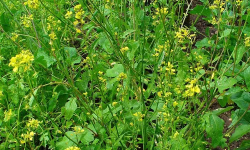 Miniatura 2 de Semillas de mostaza negra vegetal tradicional para plantar semillas sin OMG 500
